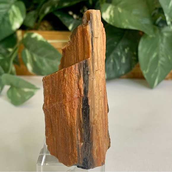 Red Petrified Wood Limb Orange Black Rough Display Specimen 3.3"x1.75" 142g 5oz - Picture 4 of 15